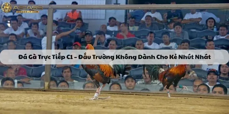 đá gà trực tiếp C1