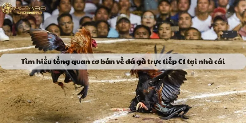 Tìm hiểu tổng quan cơ bản về đá gà trực tiếp C1 tại nhà cái