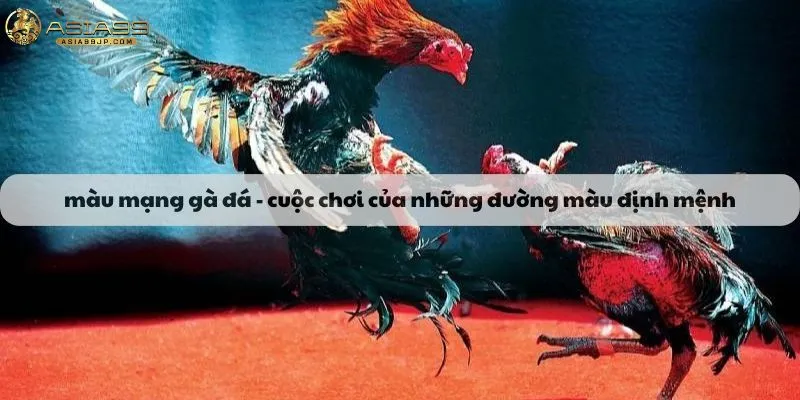 màu mạng gà đá