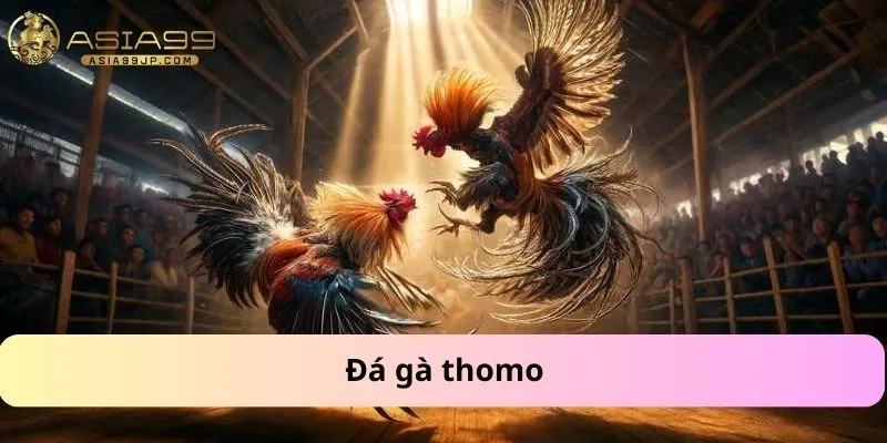 Đá gà thomo