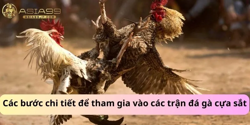 Các bước chi tiết để tham gia vào các trận đá gà cựa sắt
