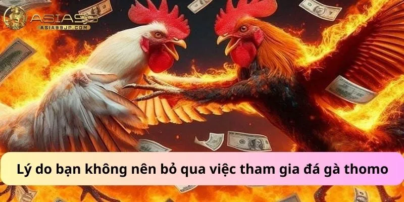 Lý do bạn không nên bỏ qua việc tham gia đá gà thomo