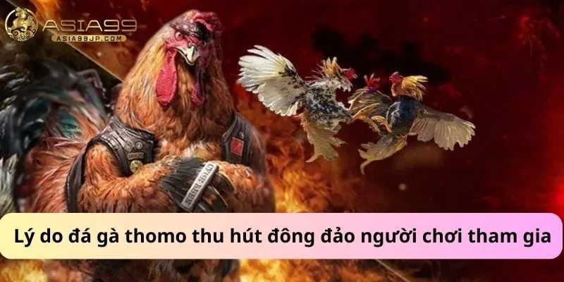 Lý do đá gà thomo thu hút đông đảo người chơi tham gia.