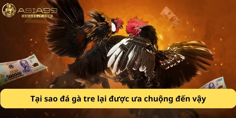 Tại sao đá gà tre lại được ưa chuộng đến vậy