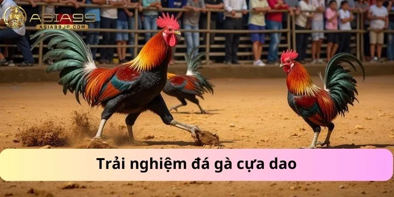 Trải nghiệm đá gà cựa dao